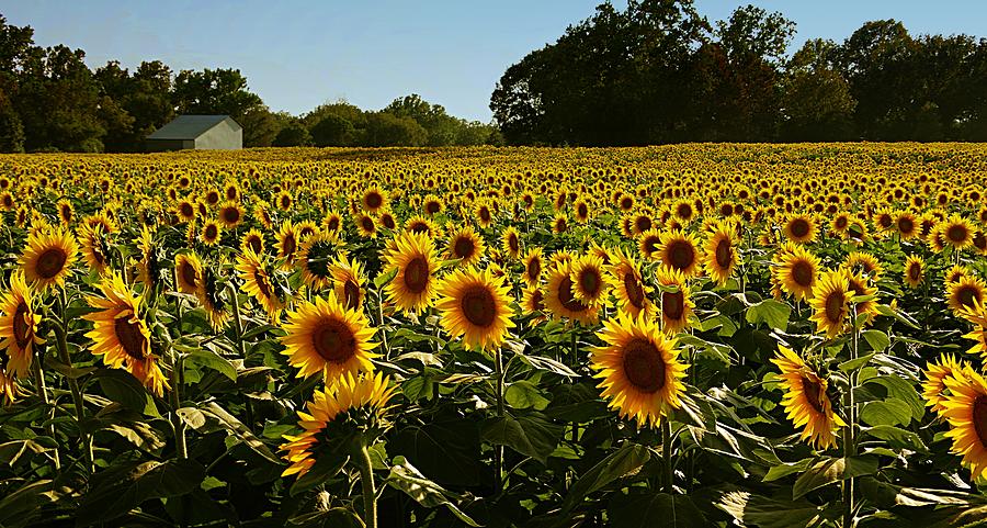 Sunflower Field 3 Photograph by Karen McKenzie McAdoo