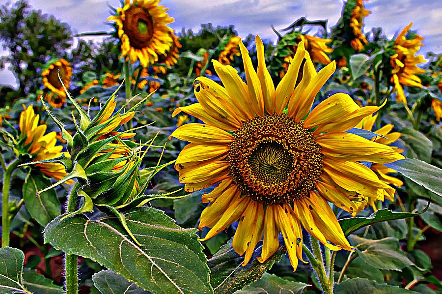 Sunflower Field 4 Photograph by Karen McKenzie McAdoo