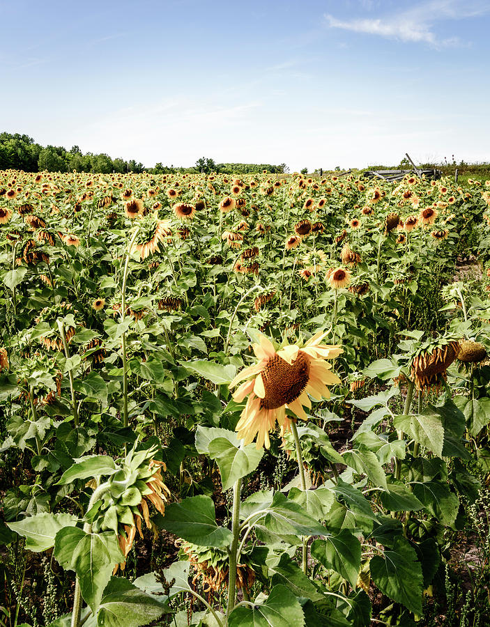 Sunflower field Photograph by Alexey Stiop
