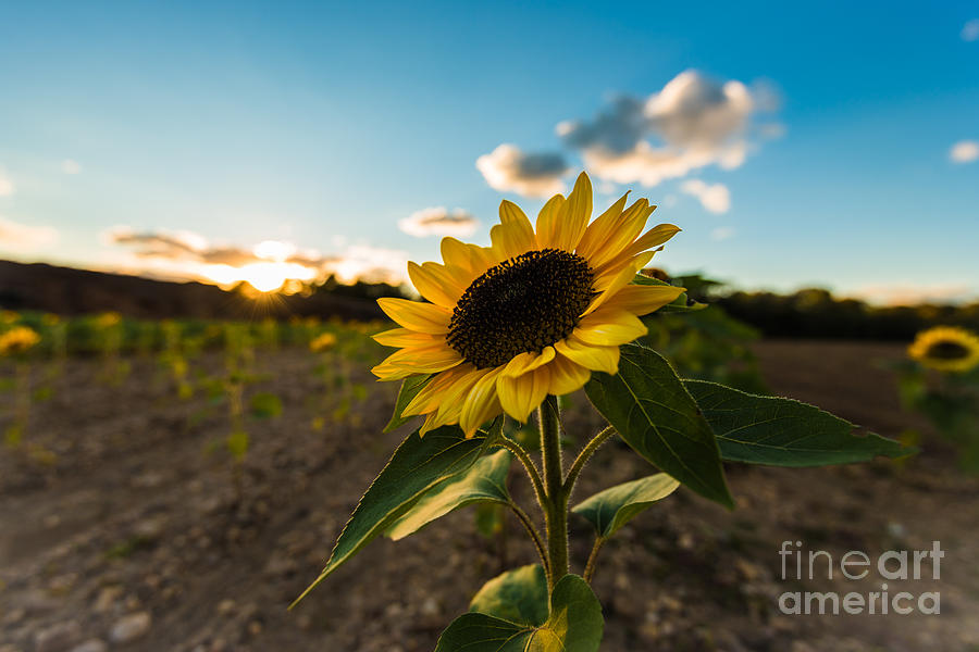 Sunflower Field Photograph by Alissa Beth Photography