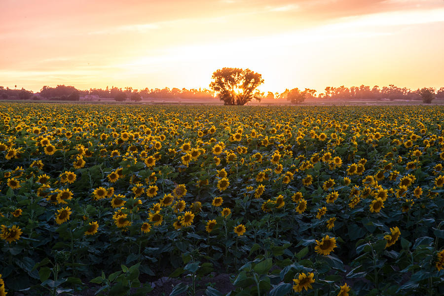 Sunflower Field and Tree Photograph by Janet  Kopper