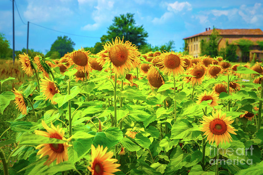 Sunflower field Photograph by Anna Om