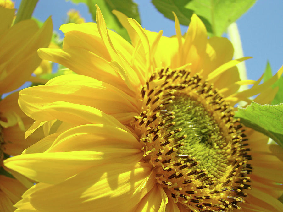 Sunflower Field Art Print Yellow Sun Flower Floral Baslee Photograph