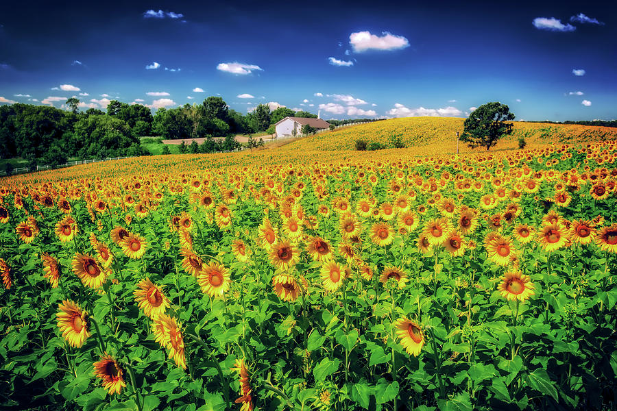 Sunflower Field at Pope Farm Conservancy  Photograph by Jennifer Rondinelli Reilly - Fine Art Photography