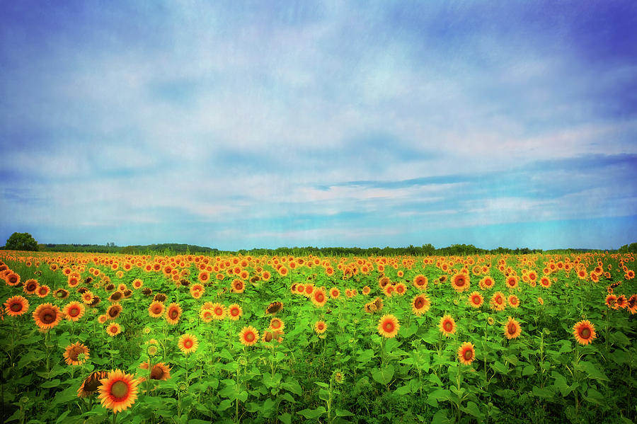 Sunflower Field at Pope Farm Conservancy - Verona Wisconsin Photograph by Jennifer Rondinelli Reilly - Fine Art Photography