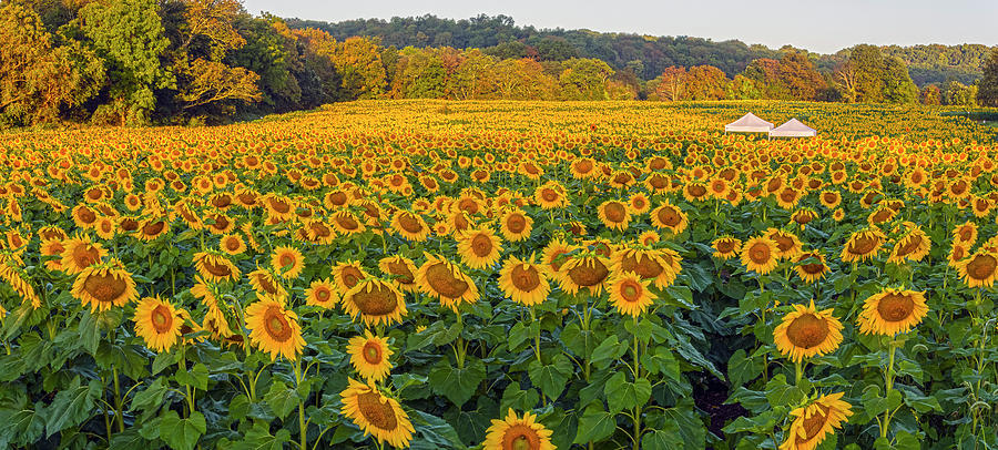 Sunflower Field At Sunrise Photograph by Angelo Marcialis
