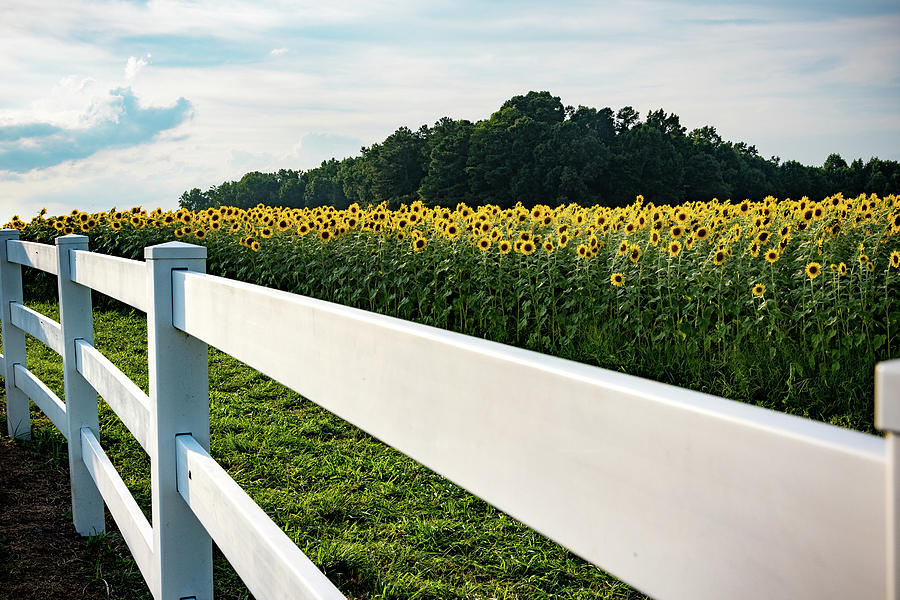 Sunflower Field Behind a White Fence Photograph by Anthony Doudt