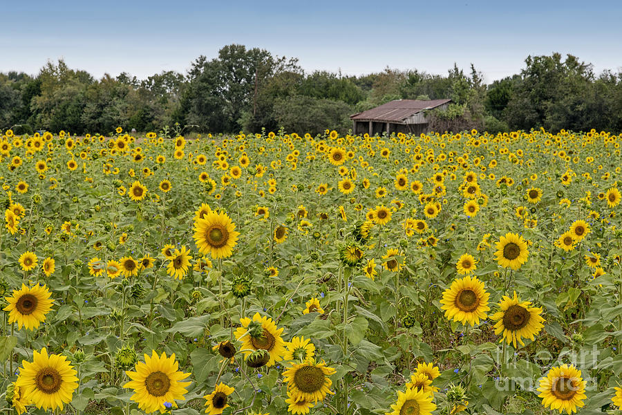 Sunflower Field Photograph by Bonnie Barry
