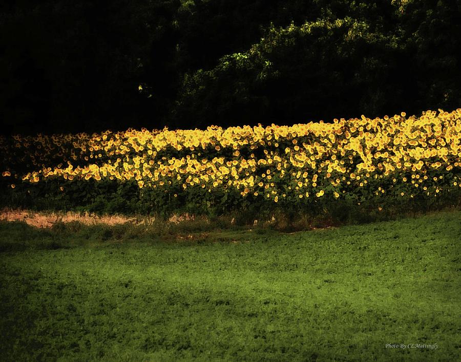 SunFlower Field Photograph by Coke Mattingly