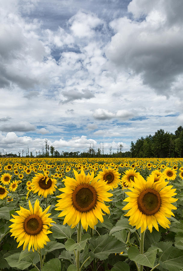 Sunflower Field Photograph by Dale Kincaid