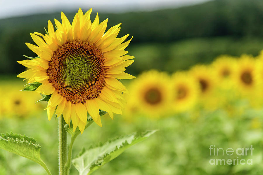 Sunflower Field Photograph by Debra Fedchin