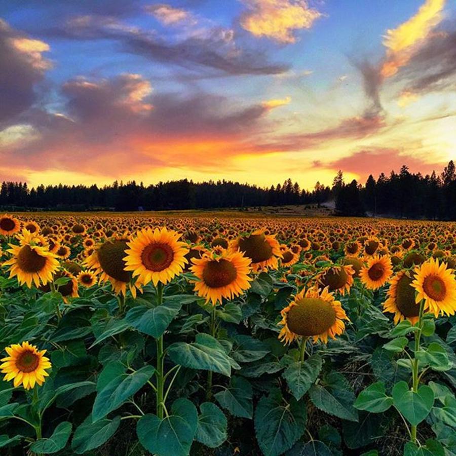 Summer Photograph - Sunflower Field #deerpark #washington by Myk Crawford
