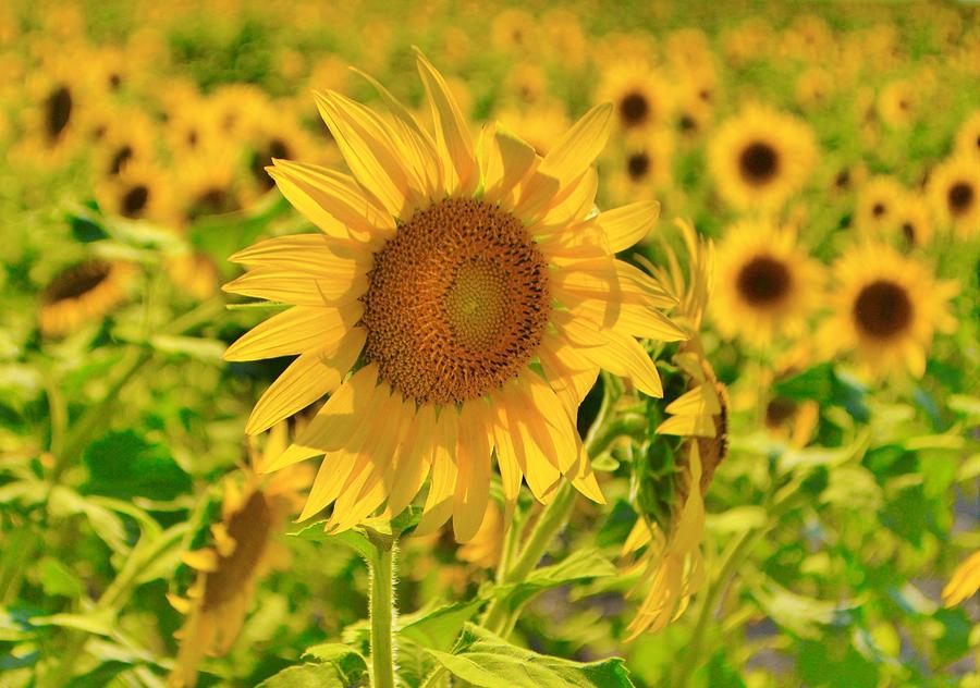 Sunflower Photograph - Sunflower Field by Dennis Nelson