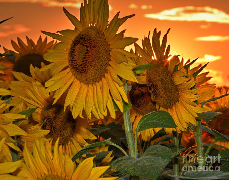 Sunflower Field Evening Glow Photograph by Steve Brown