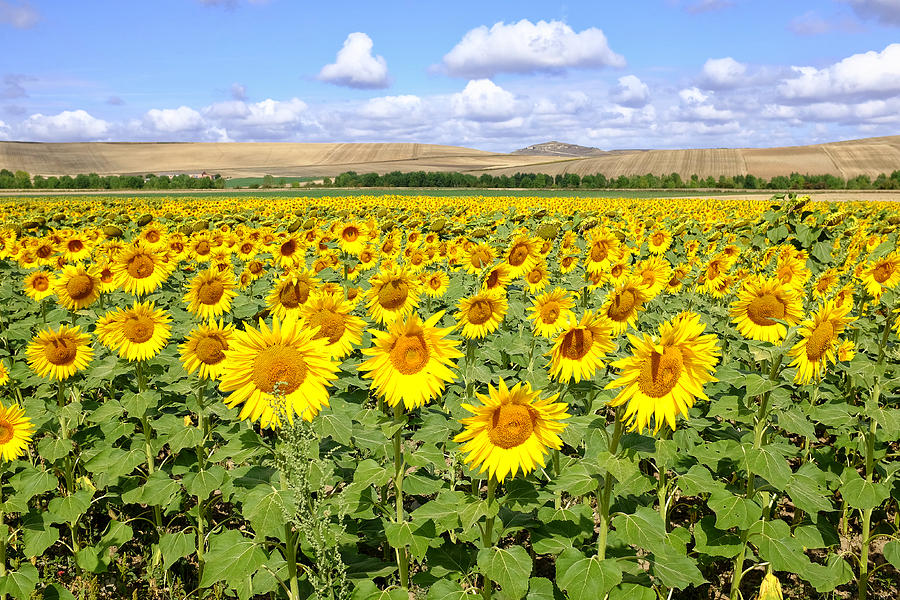 Flowers Still Life Photograph - Sunflower field by Fabrizio Troiani