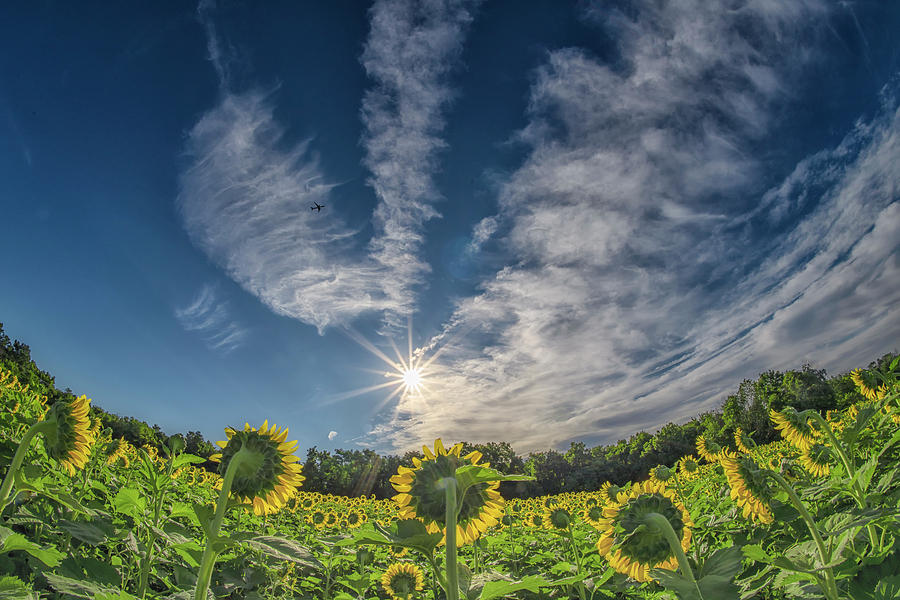 Sunflower Field Flyover Photograph By Larry Helms Fine Art America