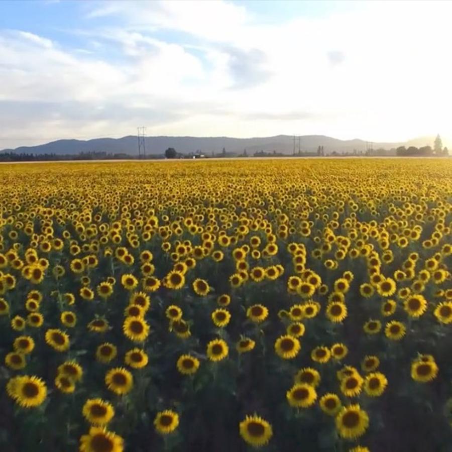 Spokane Photograph - Sunflower Field Flyover #spokane by Myk Crawford