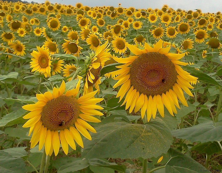 Sunflower Field II Photograph by Sally Cherry - Fine Art America