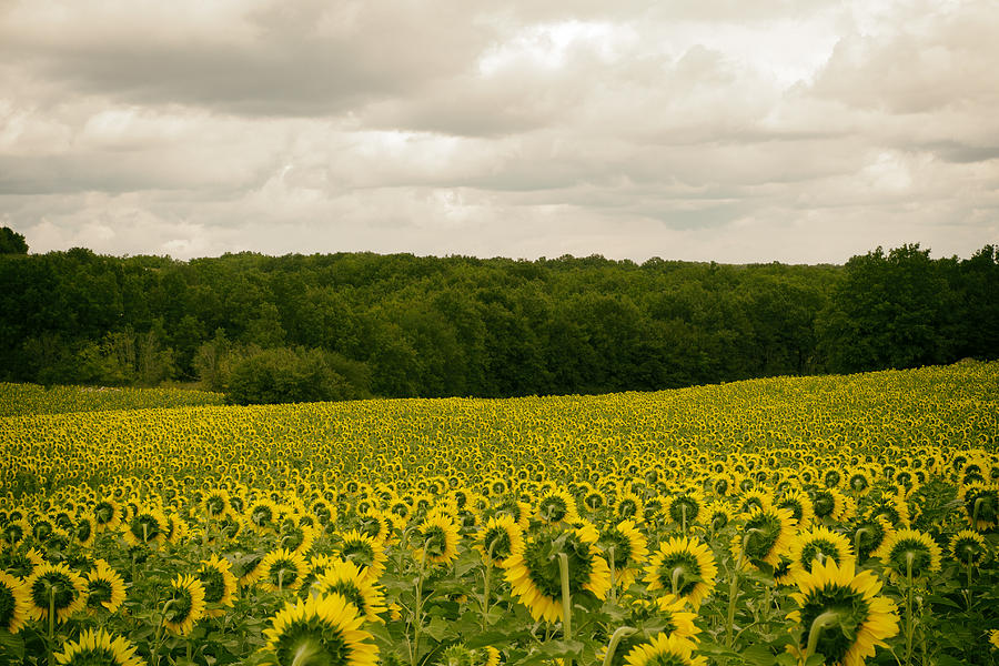 Sunflower Field in France Photograph by Georgia Clare
