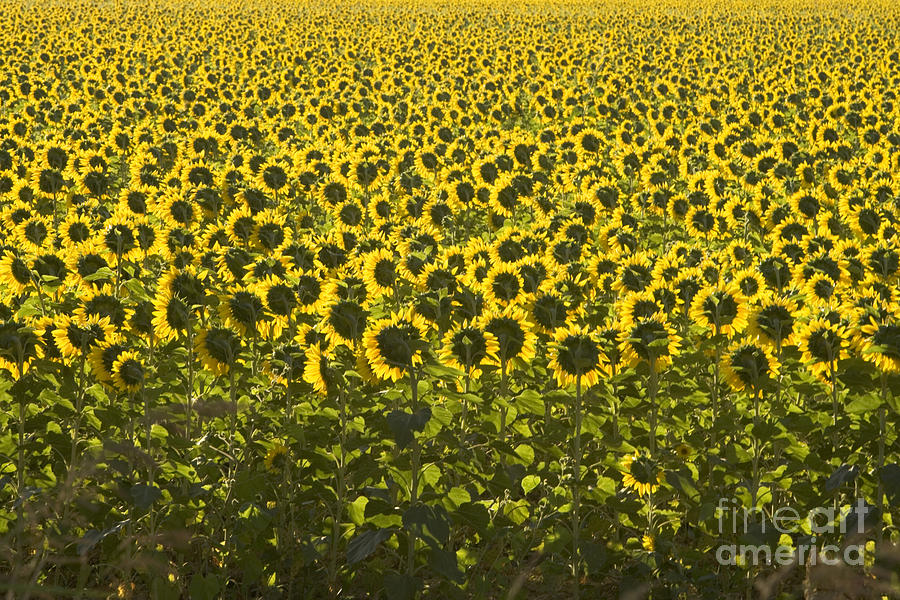 Sunflower Field Photograph by Inga Spence