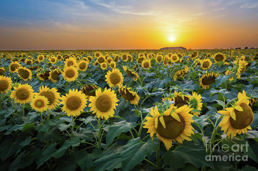 Sunflower Field - July Photograph by Inge Johnsson