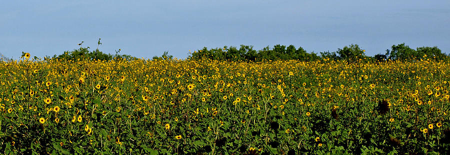 Sunflower Field Photograph by James Granberry