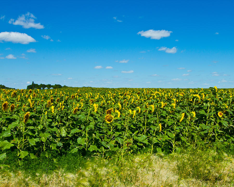 Sunflower Field Photograph by Jana Rosenkranz