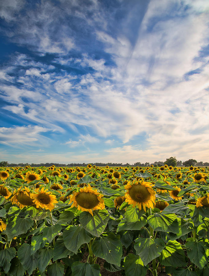 Sunflower Field  Photograph by Janet  Kopper