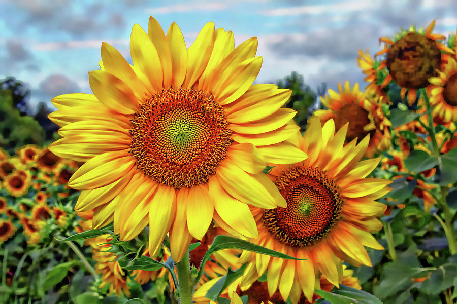 Sunflower Field Photograph by Jessica Brawley