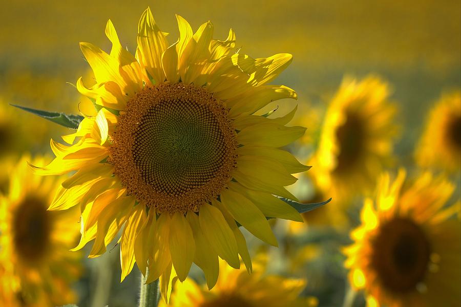 Sunflower Field Photograph by Joseph Skompski