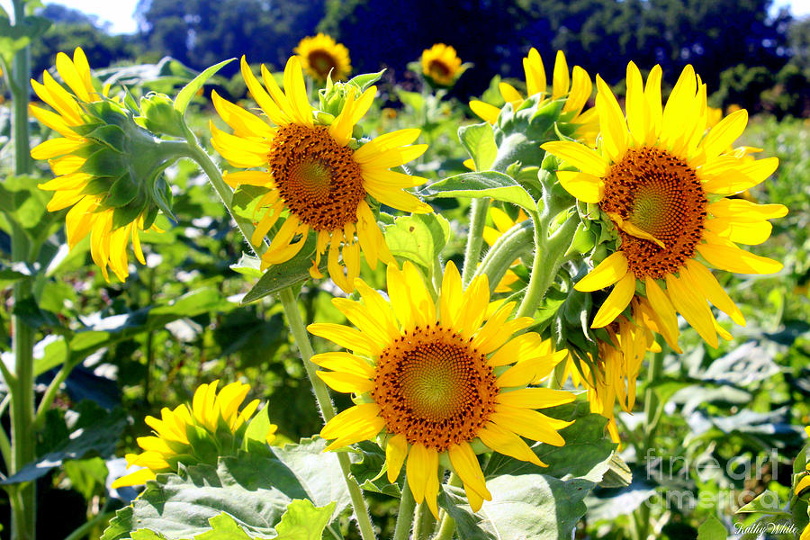 Sunflower Field Photograph by Kathy  White