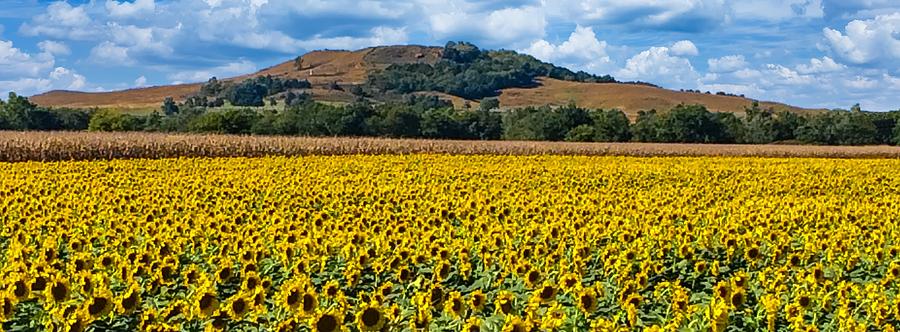 Sunflowers near Coronado Heights Photograph by David Drew