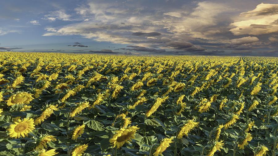 Sunflower fields near Denver International Airport Photograph by Lena Owens - OLena Art Vibrant Palette Knife and Graphic Design