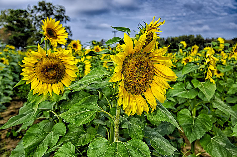 Sunflower Field On A Farm Somewhere In South Carolina Usa Photograph by Alex Grichenko