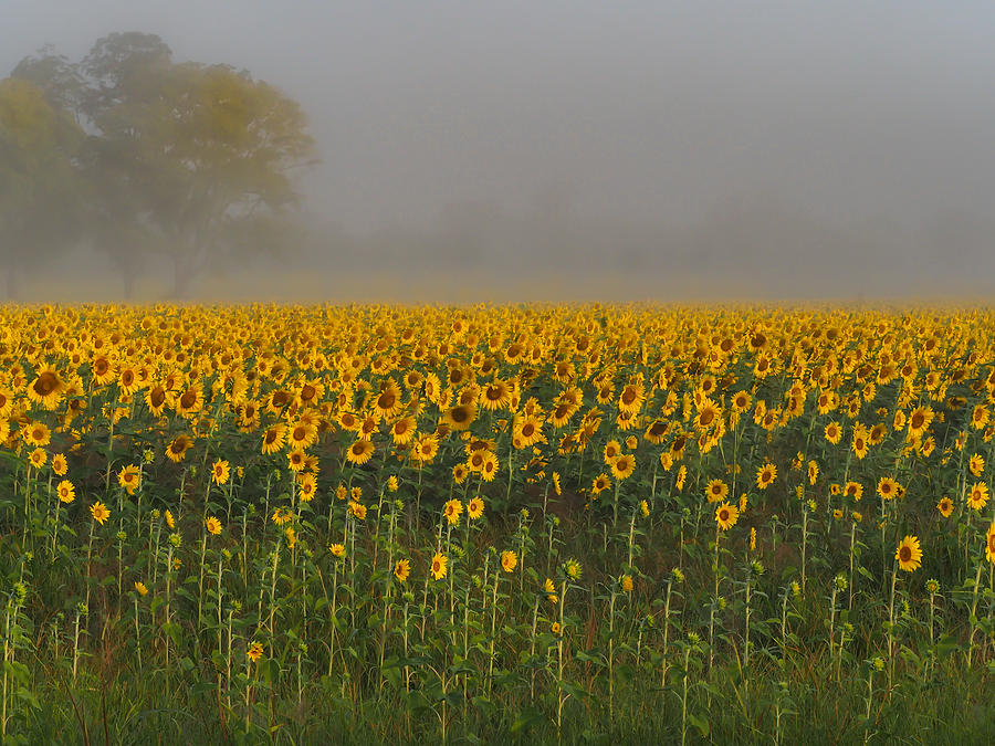 Sunflower Field on a Foggy Morn Photograph by Paula Ponath