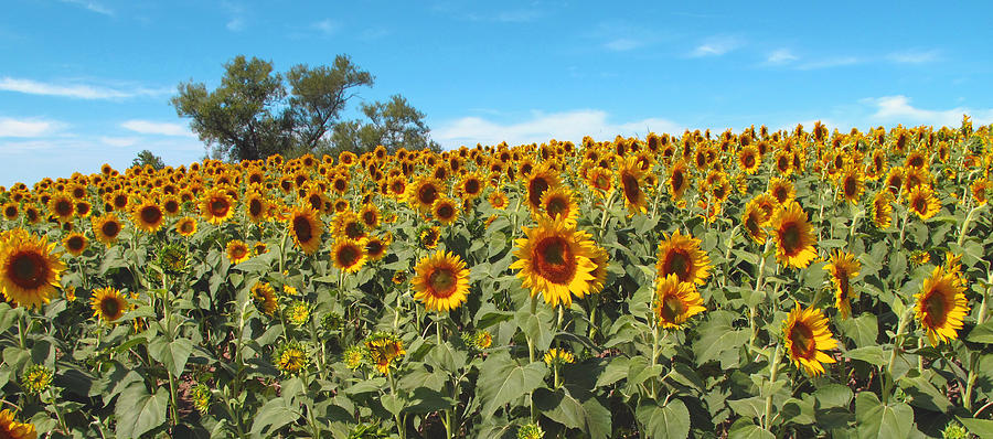 Sunflower Field One Photograph by Barbara McDevitt