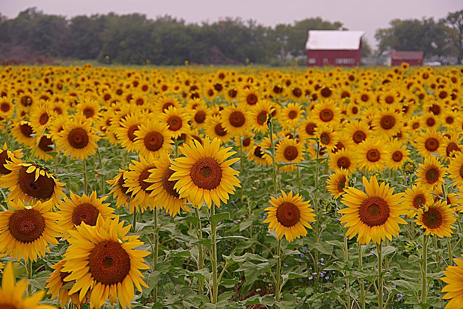 Sunflower Field One Photograph by Karen McKenzie McAdoo