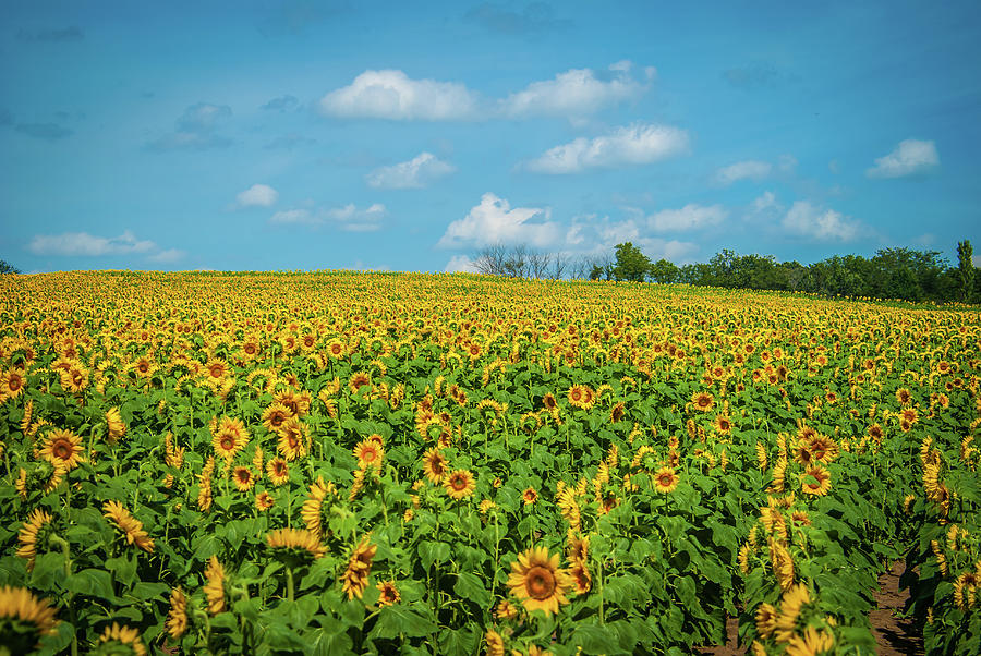 Sunflower Field Photograph by Pamela Williams