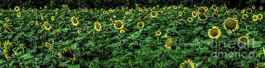 Sunflower Field Panorama Photograph by Thomas Marchessault
