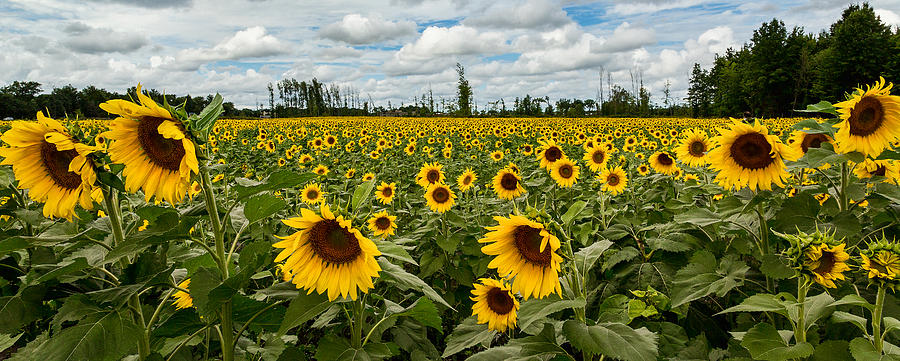Sunflower Field Panoramic Photograph