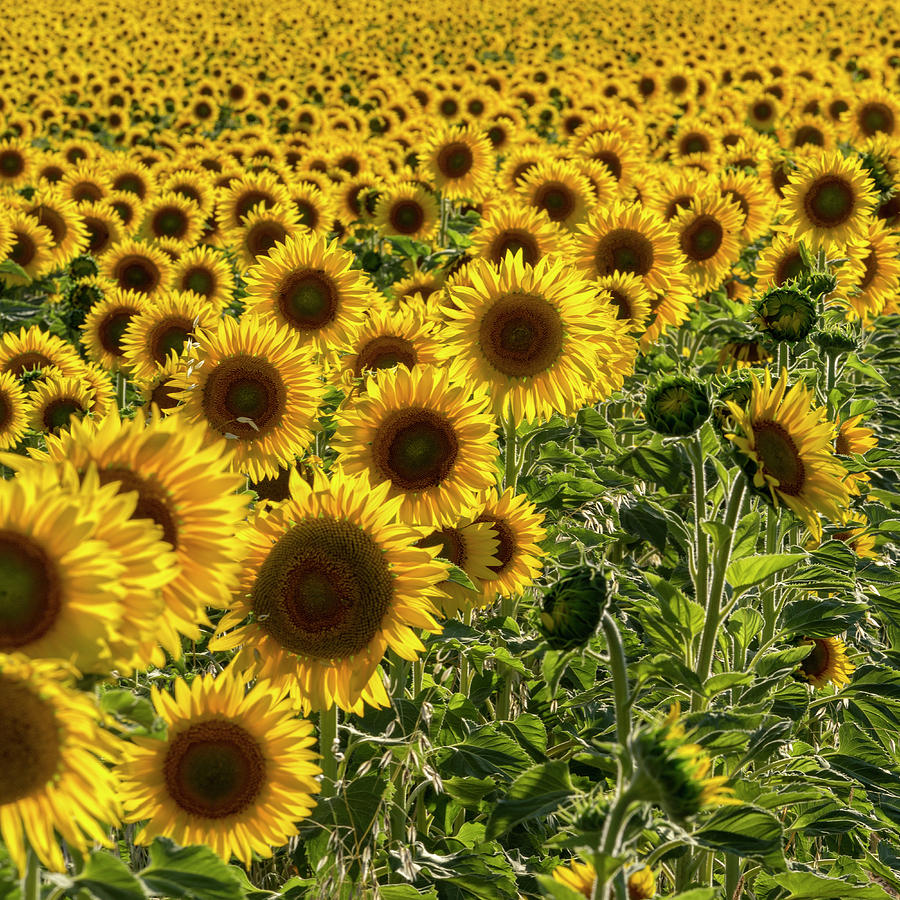Sunflower Field Photograph by Paul DeRocker