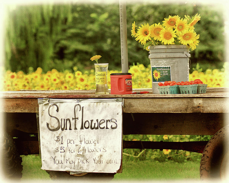 Sunflower Field Roadside Stand Photograph by Carolyn Derstine
