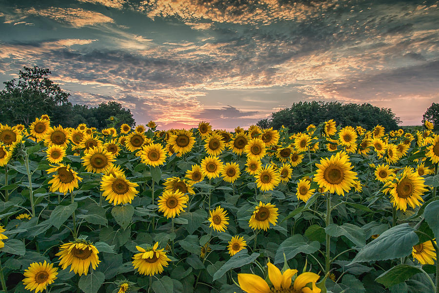 Sunflower Field Photograph by Bert Peake