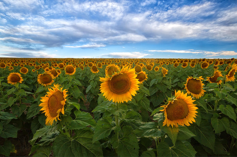 Sunflower Field Photograph by Ronda Kimbrow
