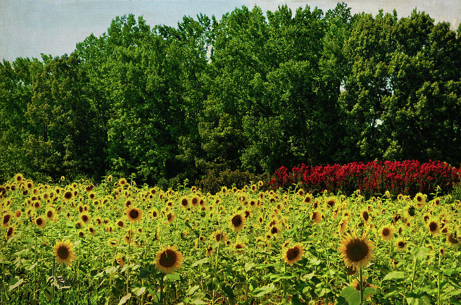 Sunflower Field Photograph by Sandi OReilly