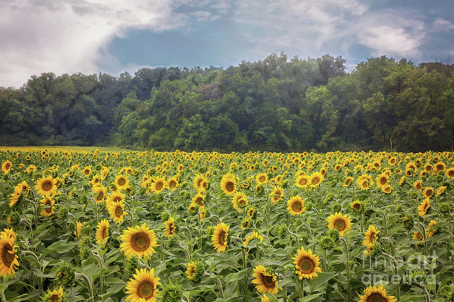 Nature Photograph - Sunflower Field by Sharon McConnell