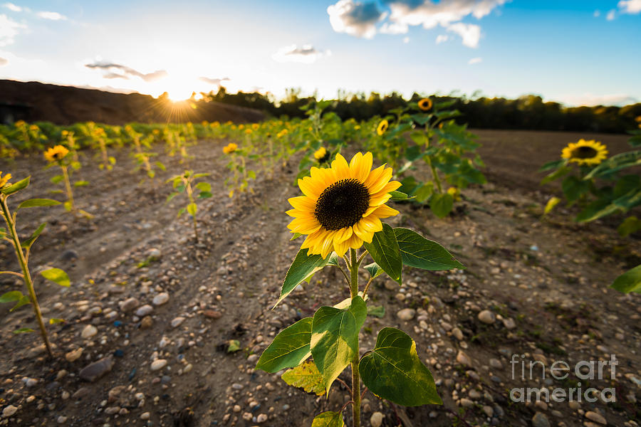 Sunflower Field Sunset Photograph by Alissa Beth Photography