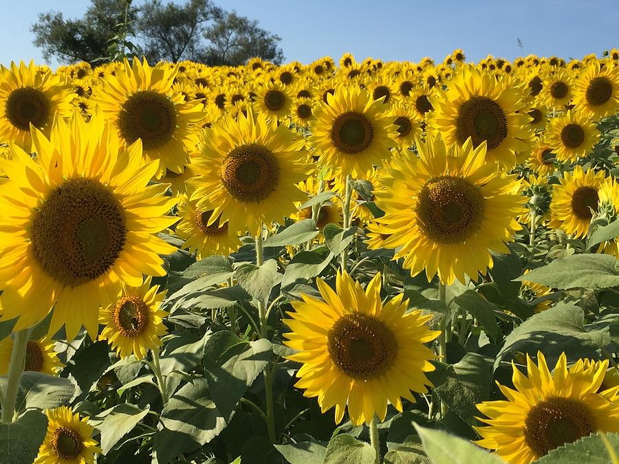 Sunflower Field Photograph by Susan Allen