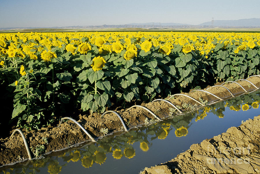 Sunflower Field - Syphon Irrigation Photograph by Inga Spence