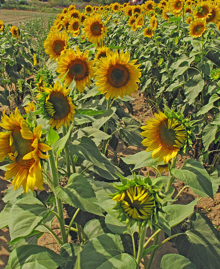 Flower Photograph - Sunflower Field Two by Barbara McDevitt